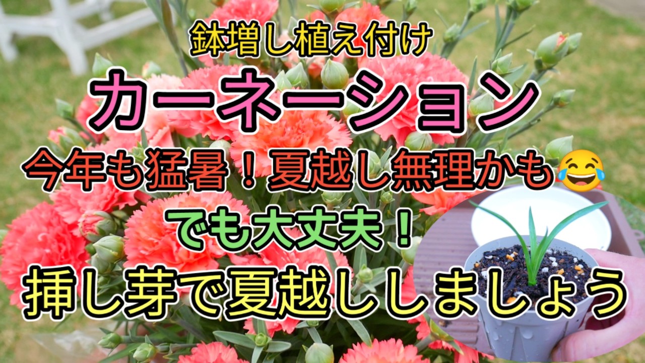 カーネーション、植え付け、挿し芽で夏越し