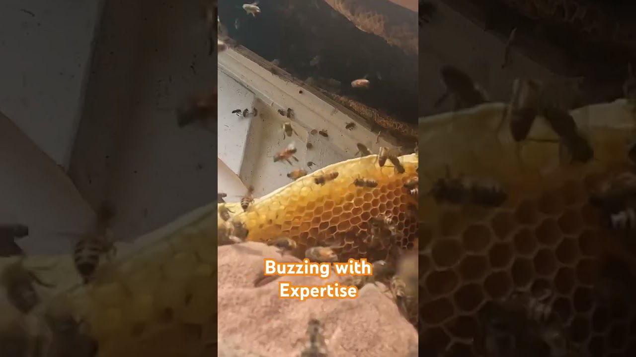 Bee removal-Buzzing with expertise