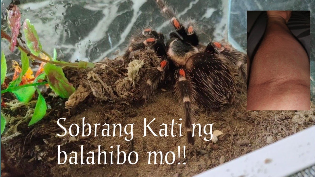 Mexico finest tarantula(Brachypelma Klaasi+Brachypelma Auratum)