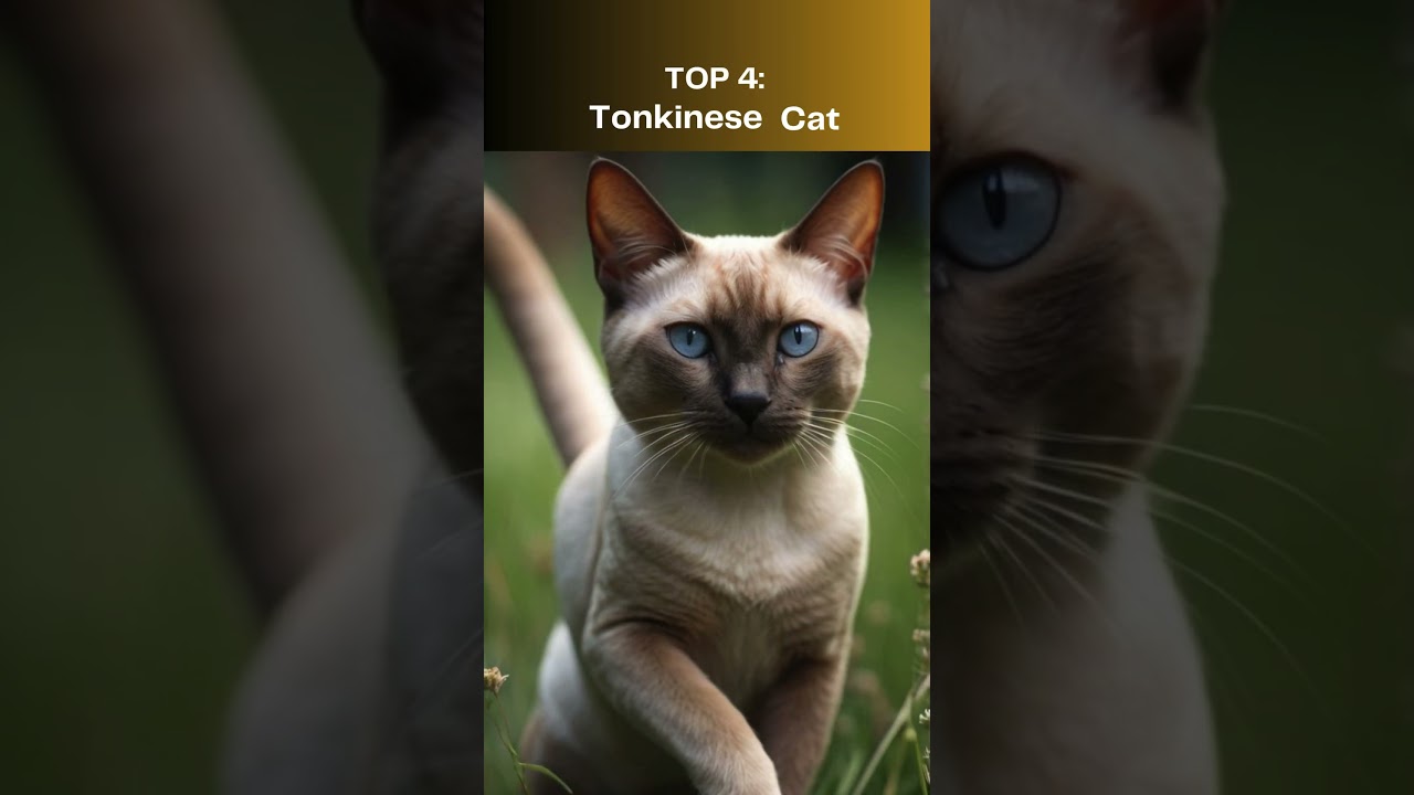 Top 10 Rare cat breeds in the world! #cat #catlover #catbreed #cute #pets