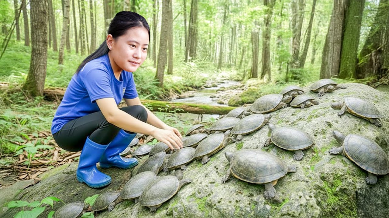 Full Video: Harvesting Hundreds of Giant Softshell Turtles & Goes to Market Sell – Intense Chase