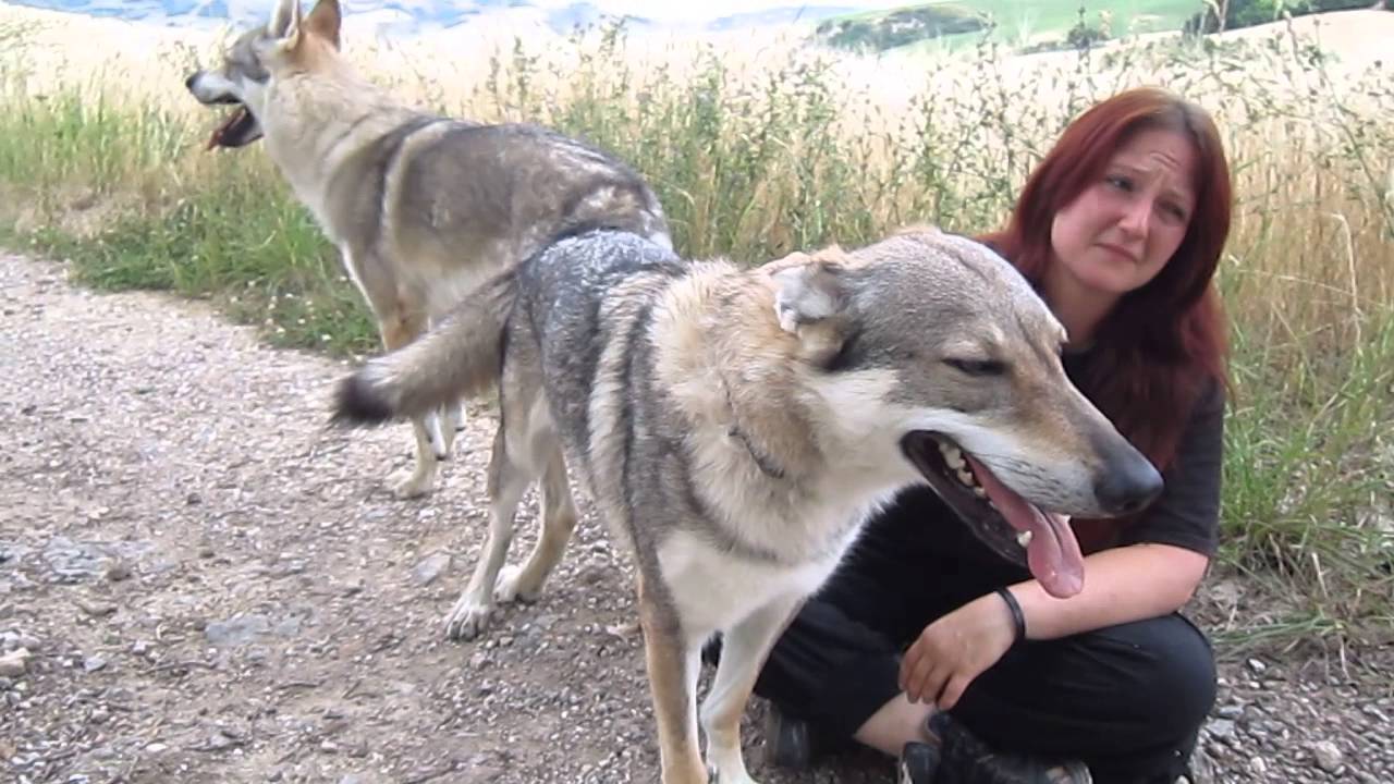 Accoppiamento Lupi Cecoslovacchi del Montale Tala e Ogy