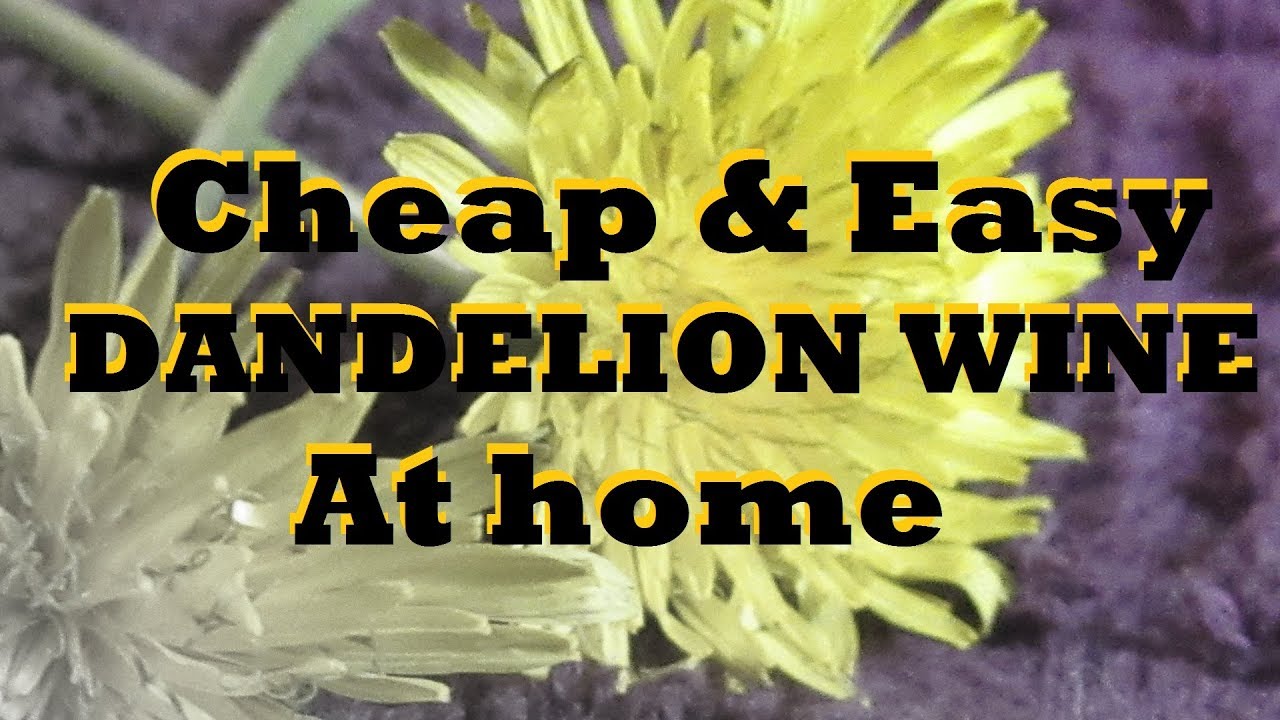 DANDELION WINE - Everything you need to know