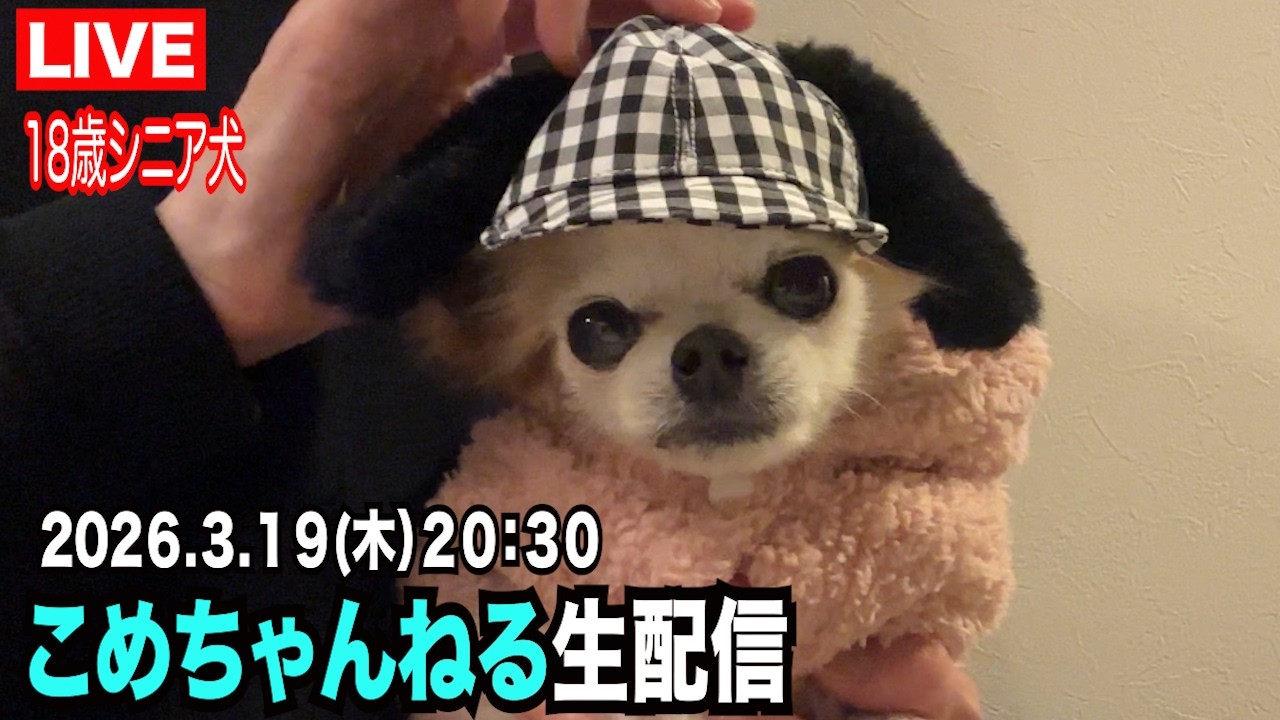 こめちゃんねる生配信！