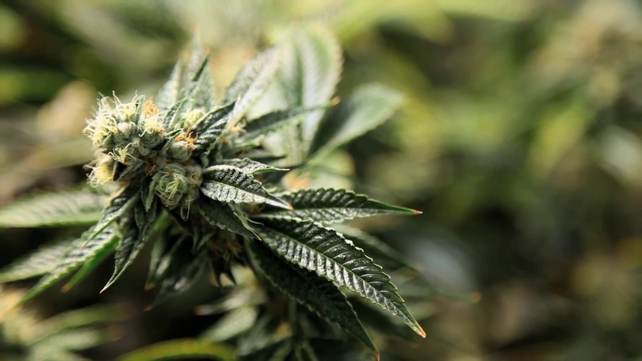 Kosher Kush Strain