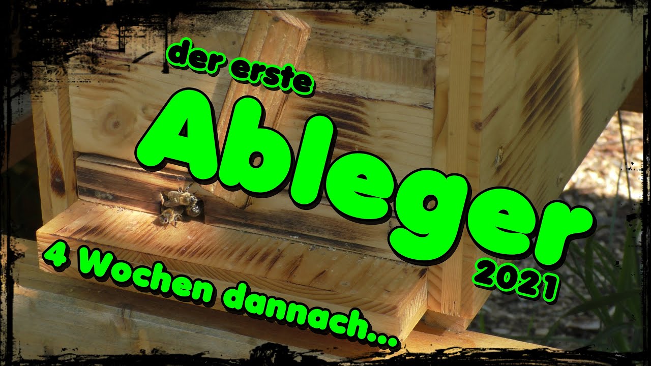 Der erste Ableger 2021🐝 4 Wochen dannach / Bienen / Imkern