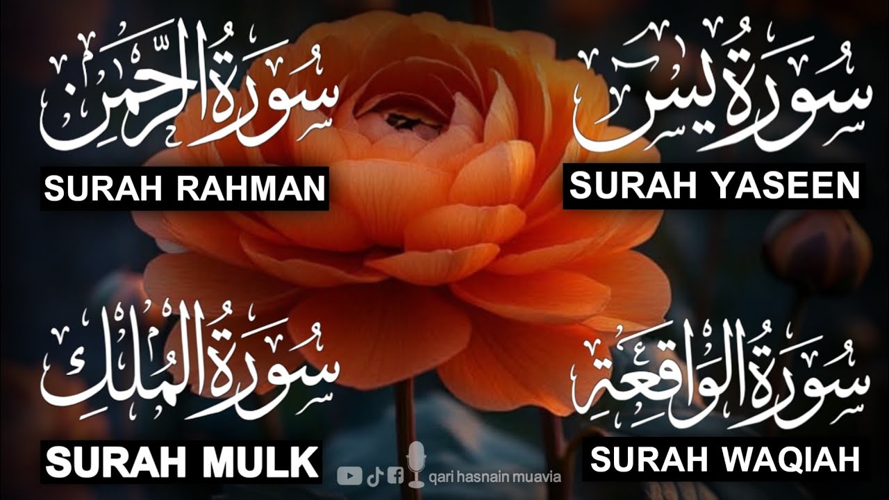 Surah Yasin ❤️ Surah Rahman , Surah Waqiah , Surah Mulk | Ep 356,یس