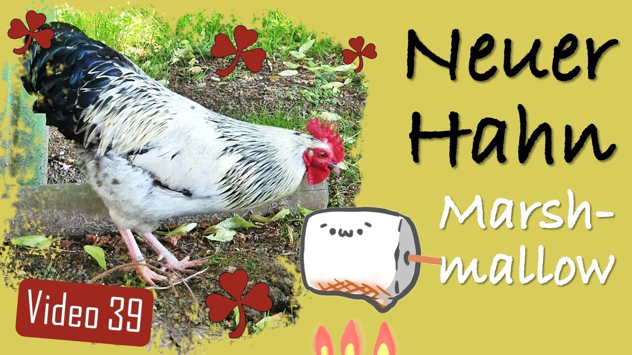 🆕 ALLES über unseren NEUEN Hahn 🐓 Marshmallow 🪶 Hühner 39