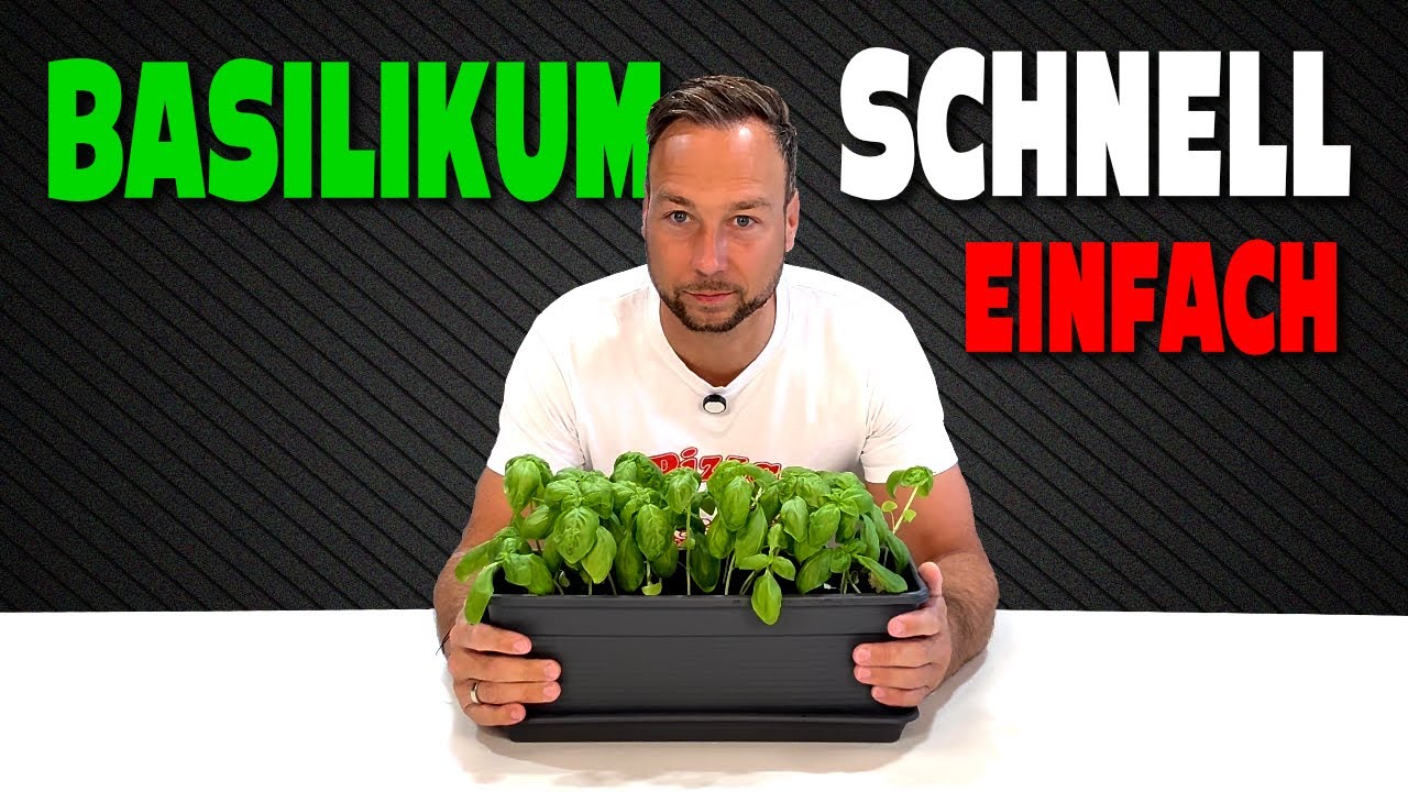 Eigenen frischen Basilikum - schnell, einfach und dauerhaft