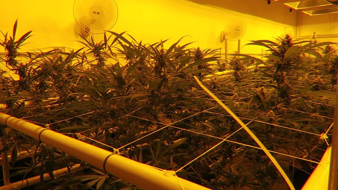 Tour Mother Room and Cannabis Clone Room (Part 13)