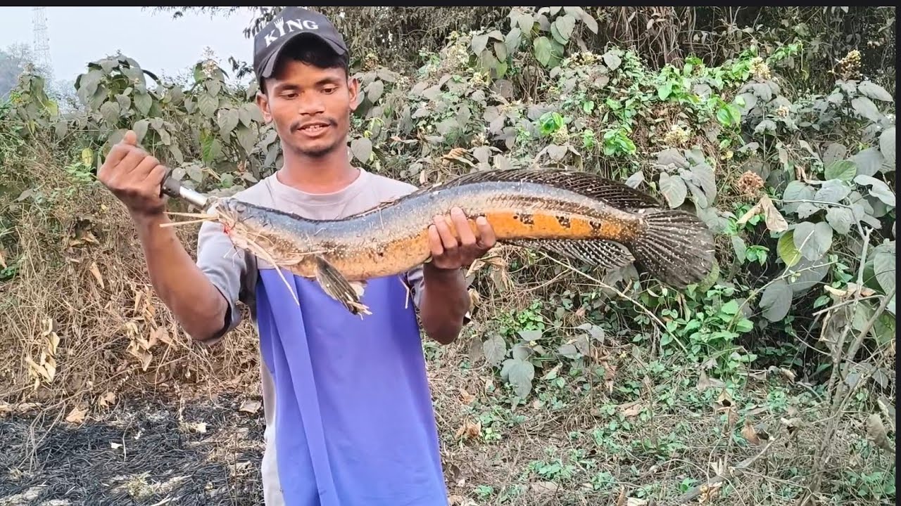 ଦୁଇ ଟା ଶାଳ ମାଛ ଏକା ବେଳେ ଖାଇଲେ || Double Snakehead Attack 😈|| Odia Fisherman || 47 No Snakehead 
