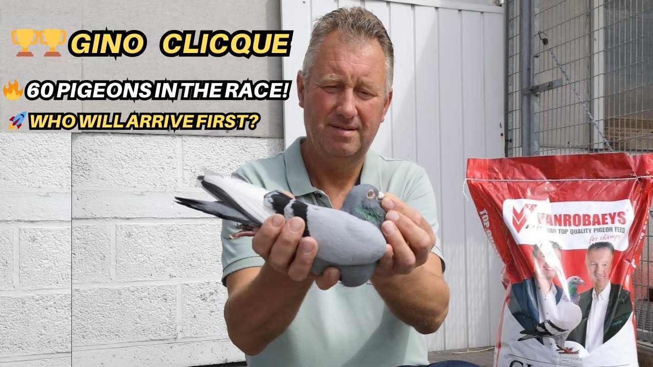 Live at Gino Clicque &ndash; National Limoges 603 km | First One-Day Long-Distance Race in Belgium!