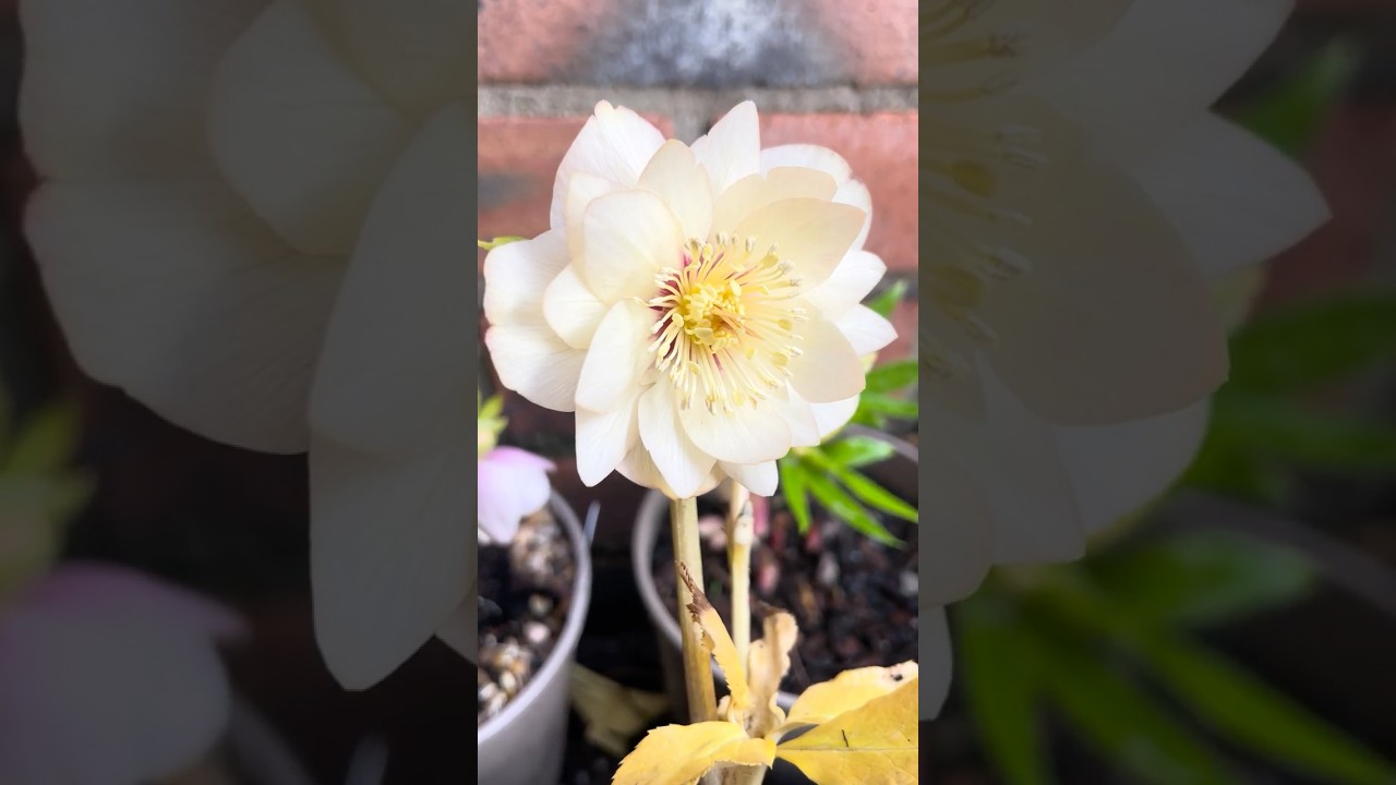 Helleborus x Hybridus &lsquo;Soft Glow&rsquo; - 17.01.2026 🇬🇧 #hellebore #helleborus #winterflowers