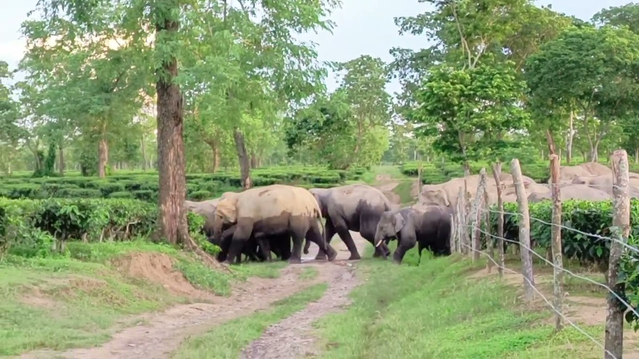 Wild elephant herd crossing teagarden road#entertainment#beauty#video #viral 