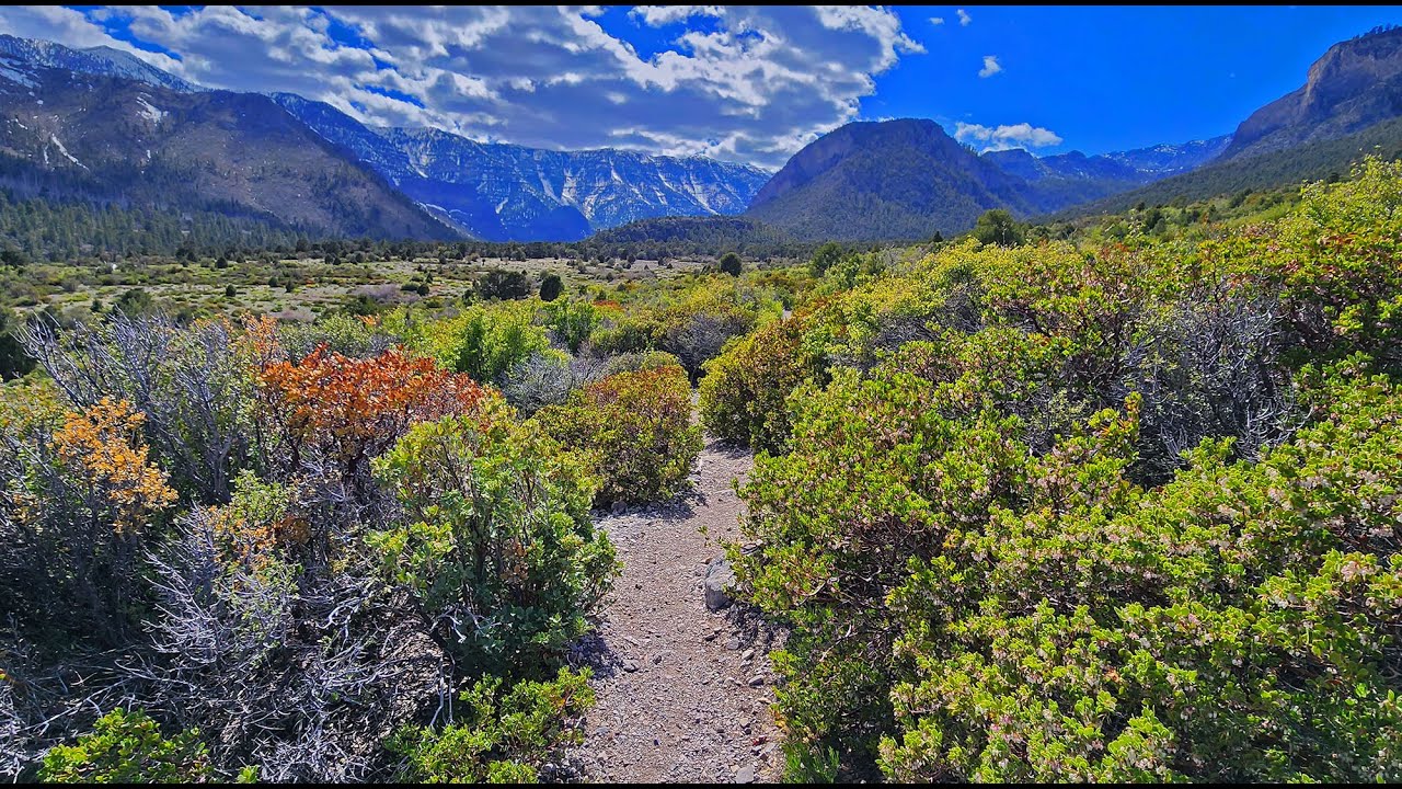 Eagles Nest Loop | Mt Charleston Wilderness | Spring Mountains, Nevada