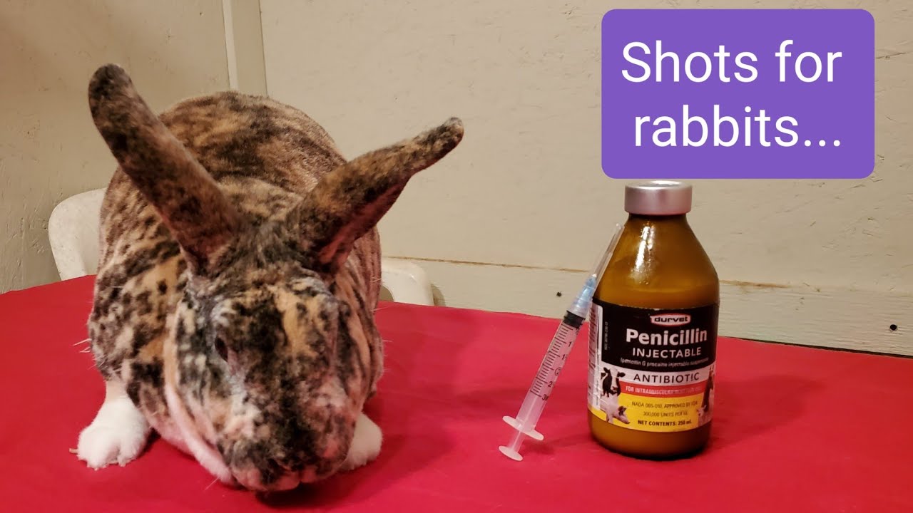 How to give rabbits shots of penicillin