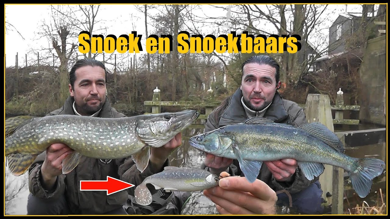 Vissen op SNOEK en SNOEKBAARZEN in de POLDER - De Laatste vangsten 2024 #88