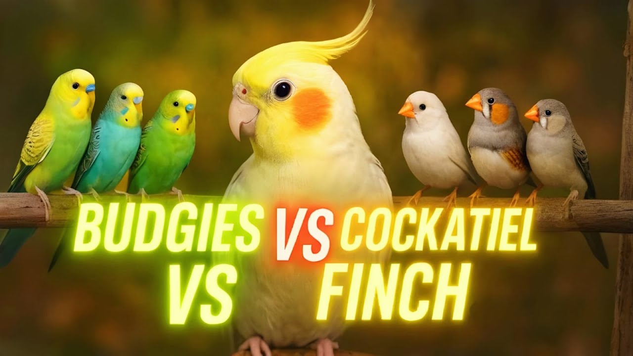 Budgies vs Cockatiel vs Finch | Best Pet Bird for Beginners? #lovebirds #birdcare #birdsmarket
