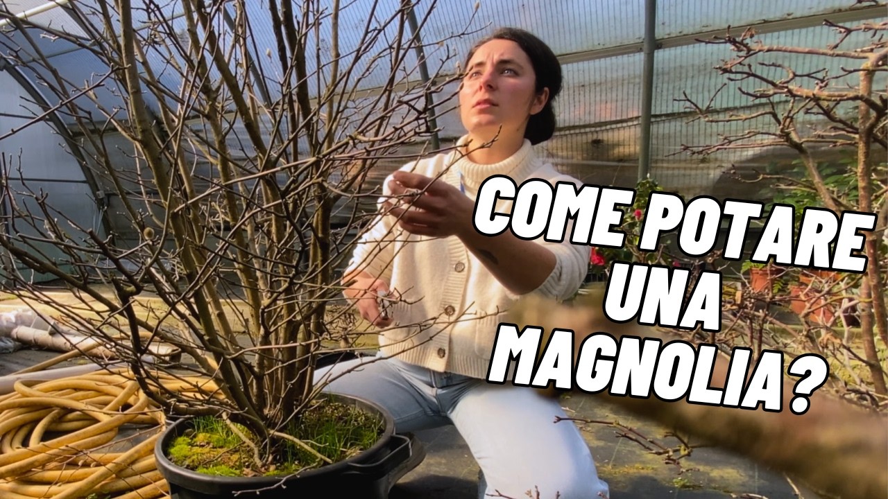 Creare un BONSAI da una pianta presa in VIVAIO? *FACILE*