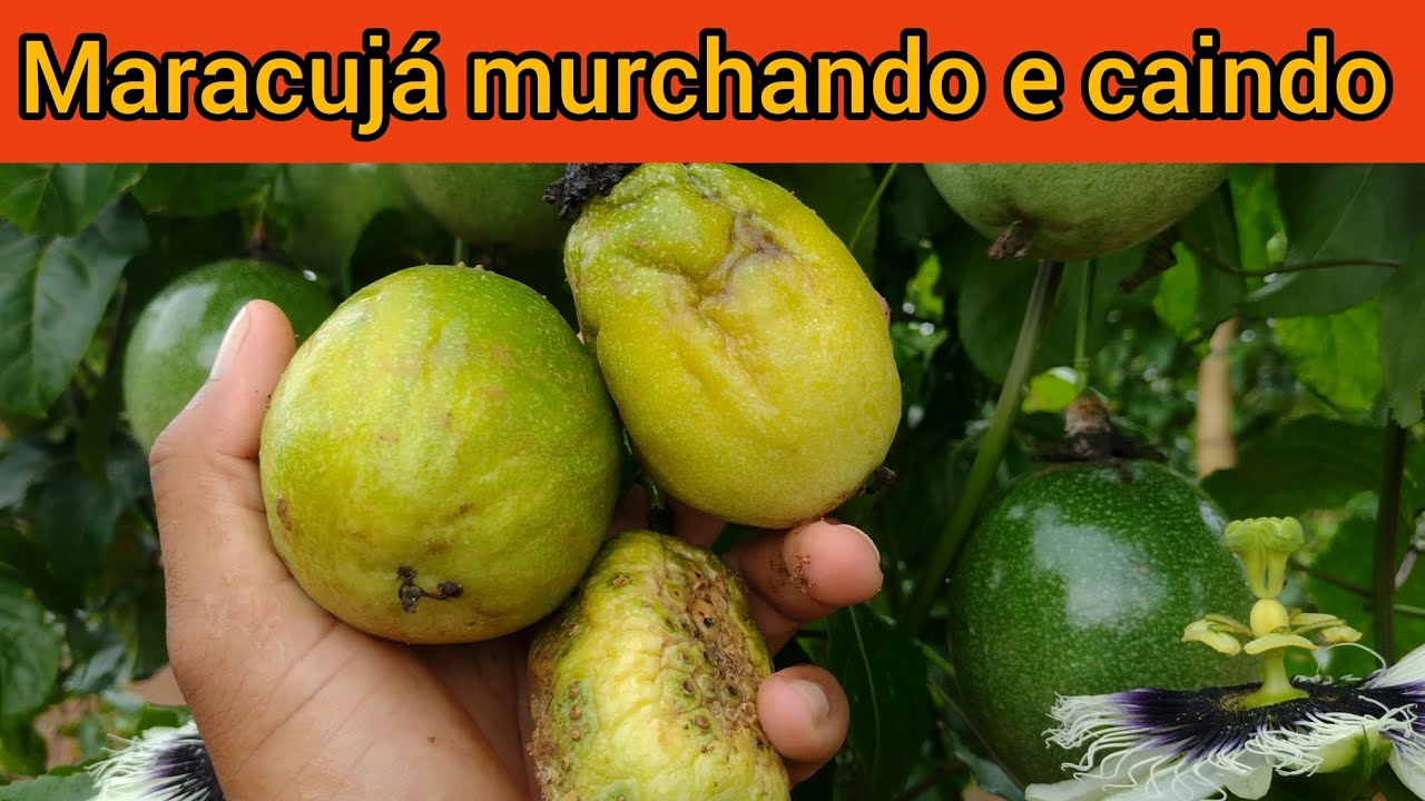 Maracujá murchando e caindo, como resolver ? #nature #agriculture #agro