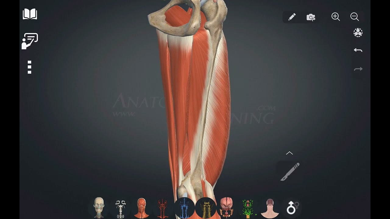 Anatomia dos músculos dos membros inferiores parte 1