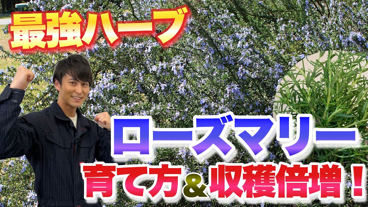 【大人気】ハーブを育てたいならこれに決まり！魅力を引き出す育て方&楽しみ方【ローズマリー】【園芸】