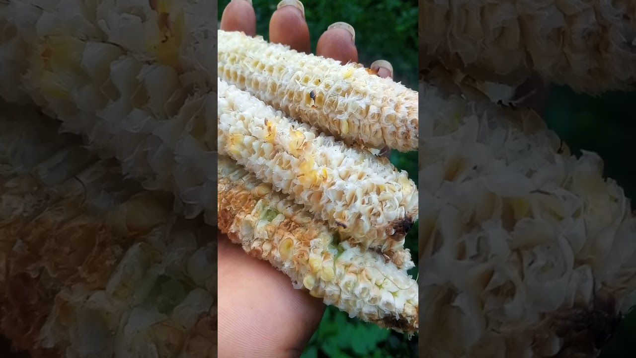 ASIRI SUKU AGBADO FUN IDIYIYO/ PILE
