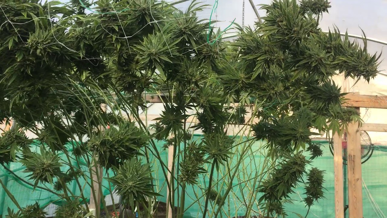 Headband Day of Harvest