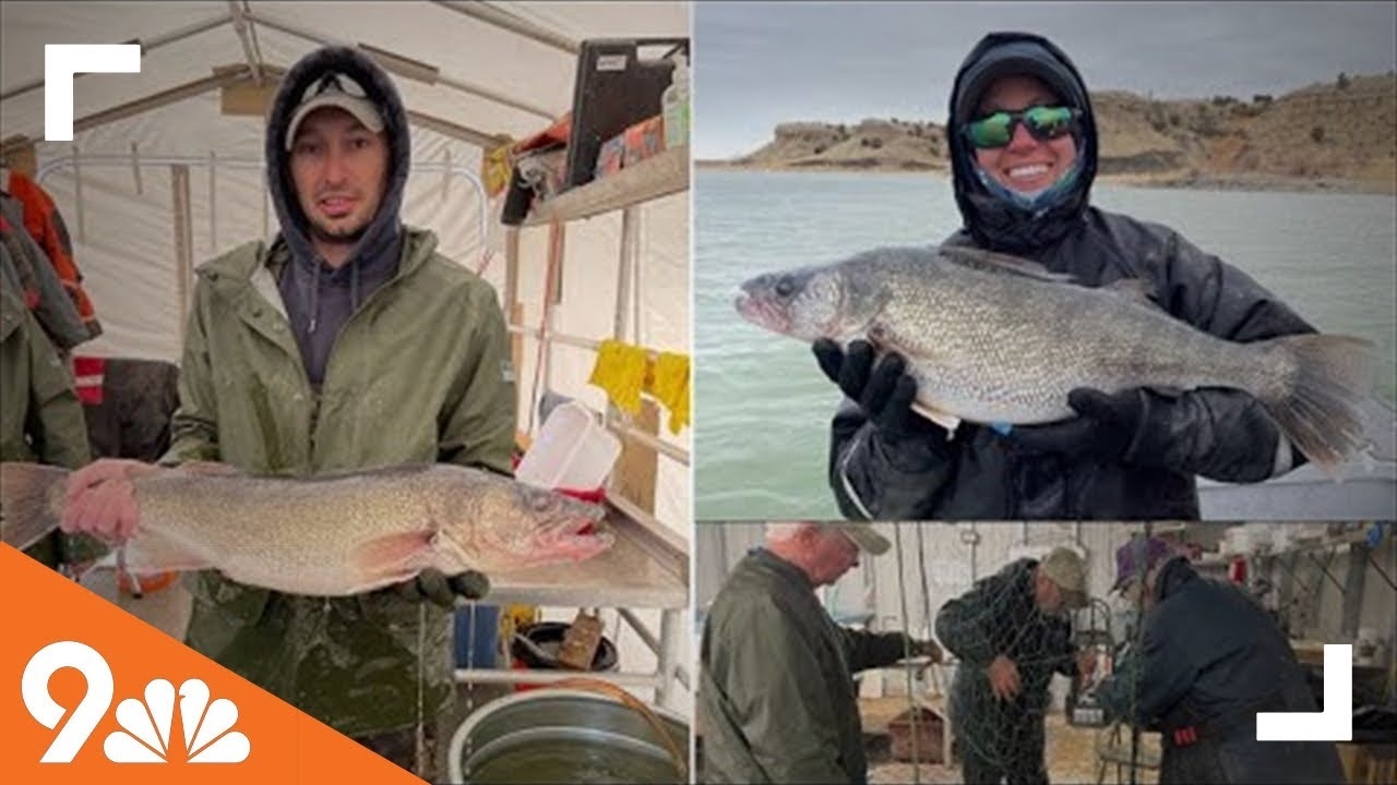 Colorado Parks and Wildlife collect walleye eggs