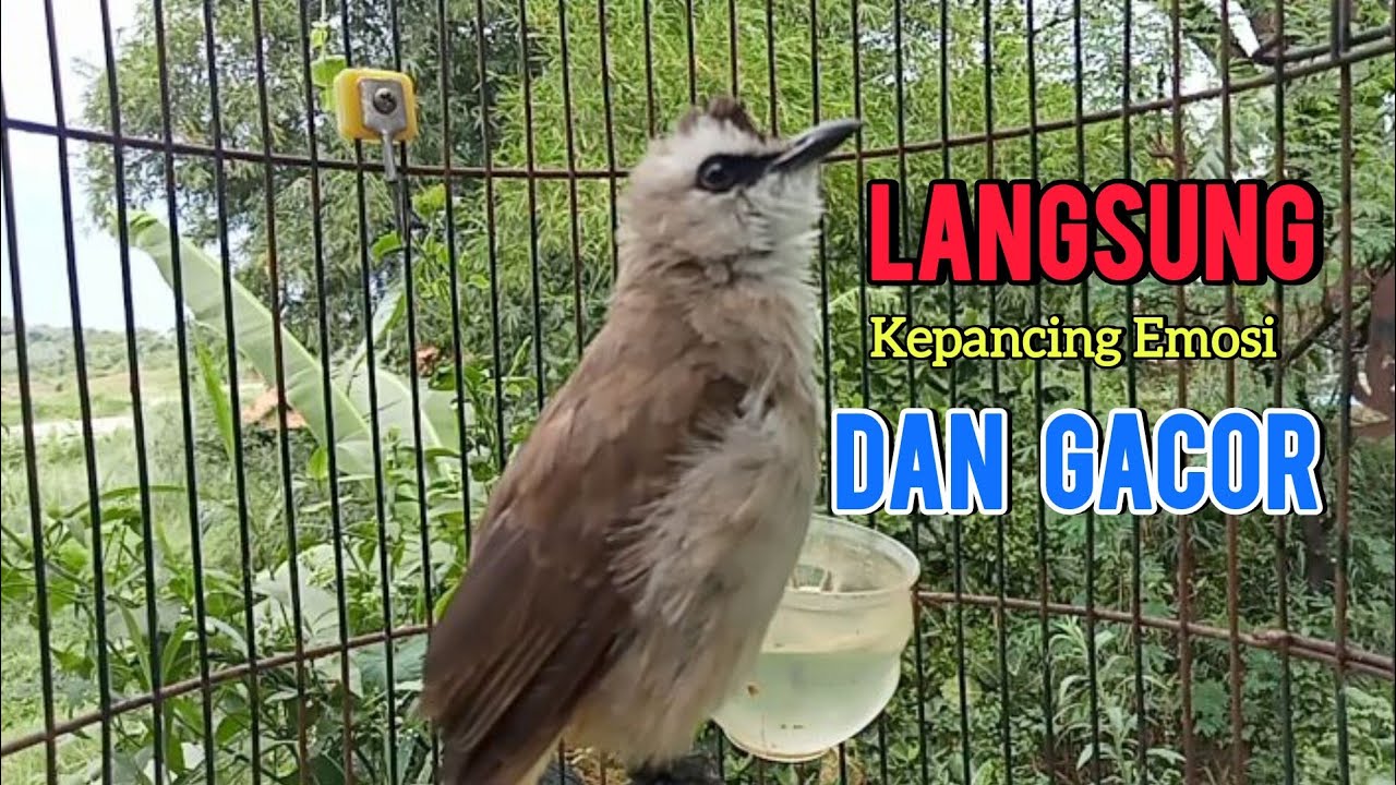 Suara pancingan TRUCUK gacor buat burung trucukan malas bunyi