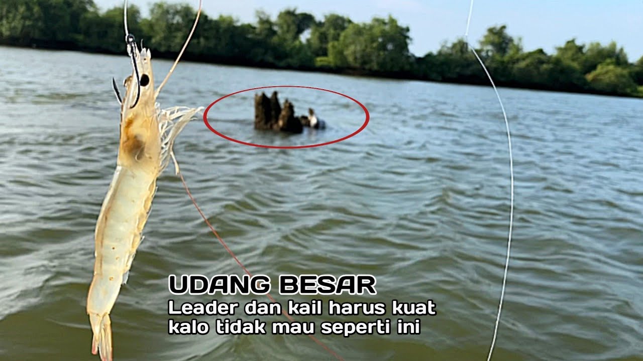 SPOT KAKAP PUTIH EDYAN! Dibantainya joran pemancing sampai tak berdaya, #mancingkakapputih
