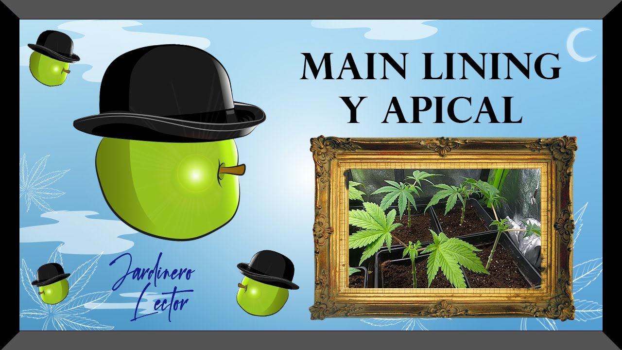 Seg. Alternativo - Inicio poda Main lining- poda apical-  &iquest;C&oacute;mo reconocer los nudos?