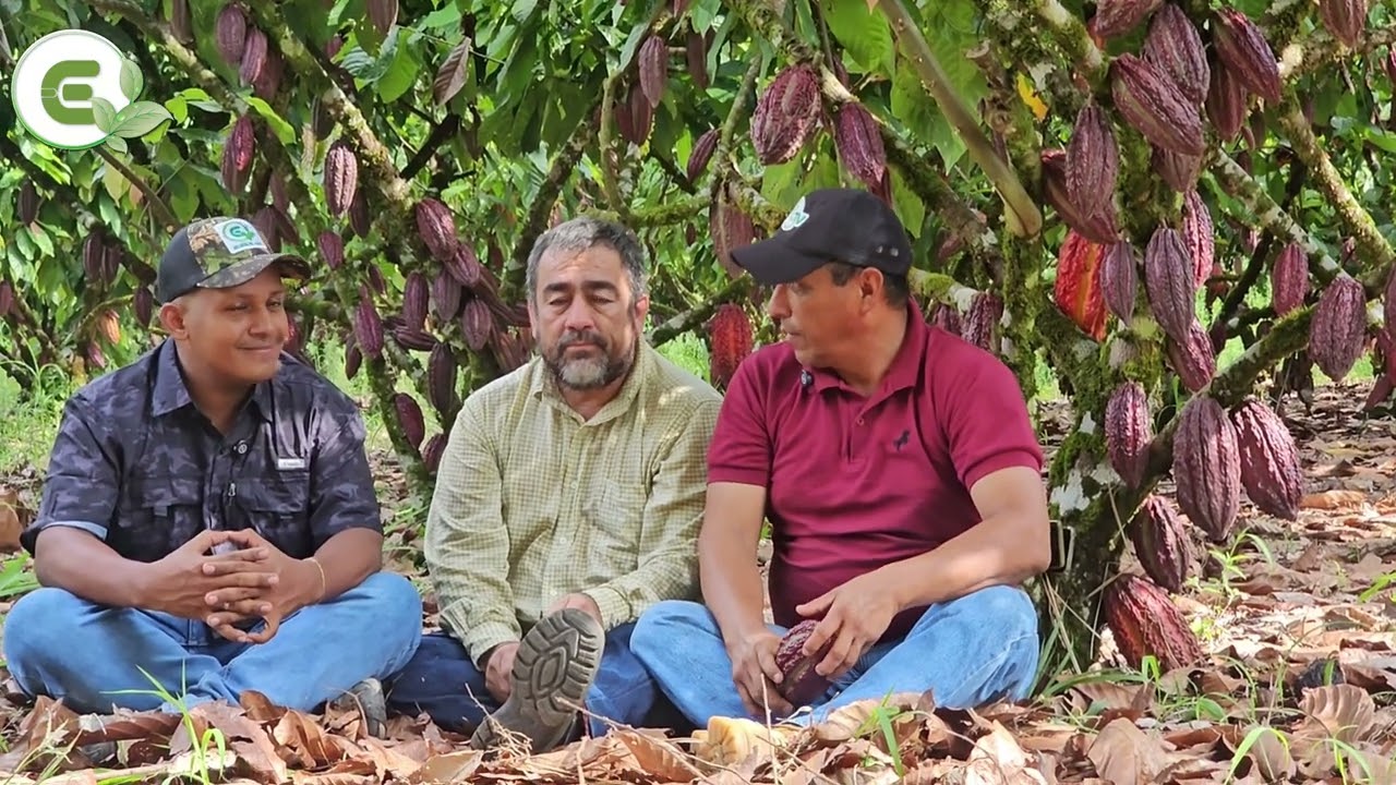 Shushufindi en la amazonia con máxima producción de cacao