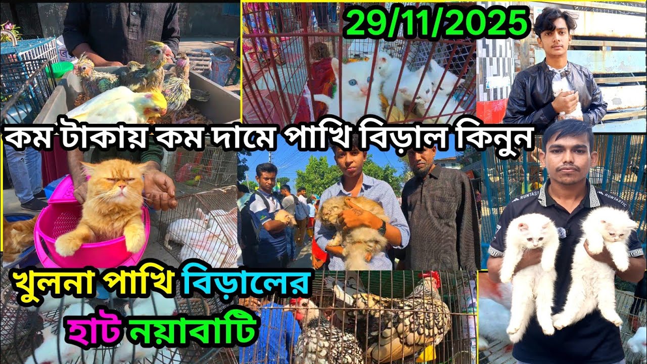 Buy birds and cats at low price🐈paet animal market ni Khulna 🦅birds price animal duck chicken mar...