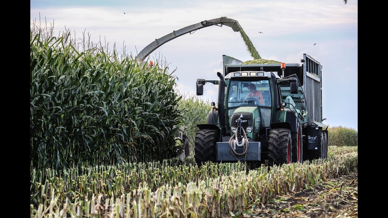 Koszenie Kukurydzy 2017! Fendt | Same | CLAAS | Lamborghini