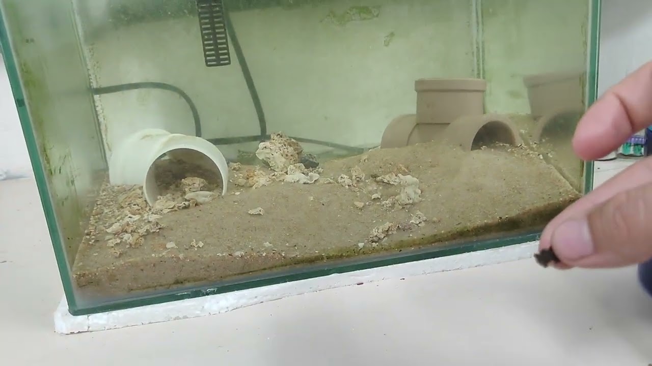 Convict Tang, teste de alimentação 