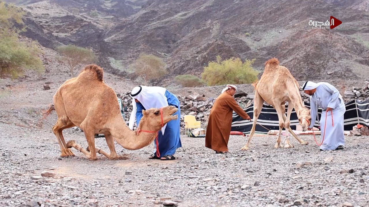 جولة على منطقة الطويين وعلاقة أهلها بالطبيعة وتربية الجمال