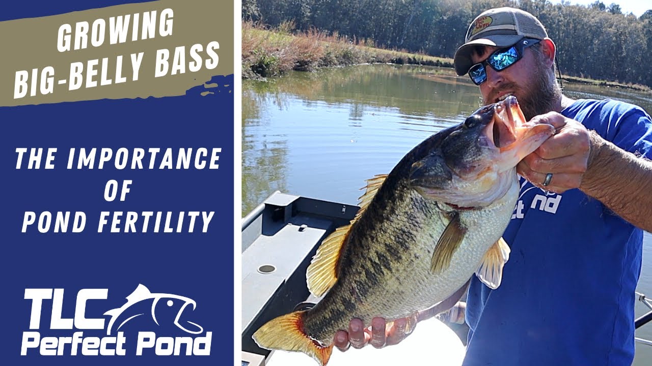 Growing Big Bass in a Fertile Pond Farm - A Simplified Pond Food Chain