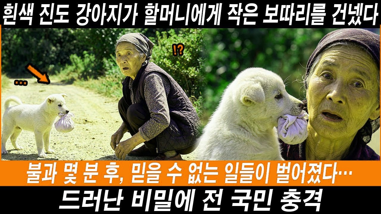 할머니에게 작은 보따리 건넨 새끼 백구 잠시후 믿을수없는 일들이 벌어지는데   해외감동사연 #해외반응 #외국반응 #외국인반응 #해외사연 #해외감동사연 #실화기반 #진돗개