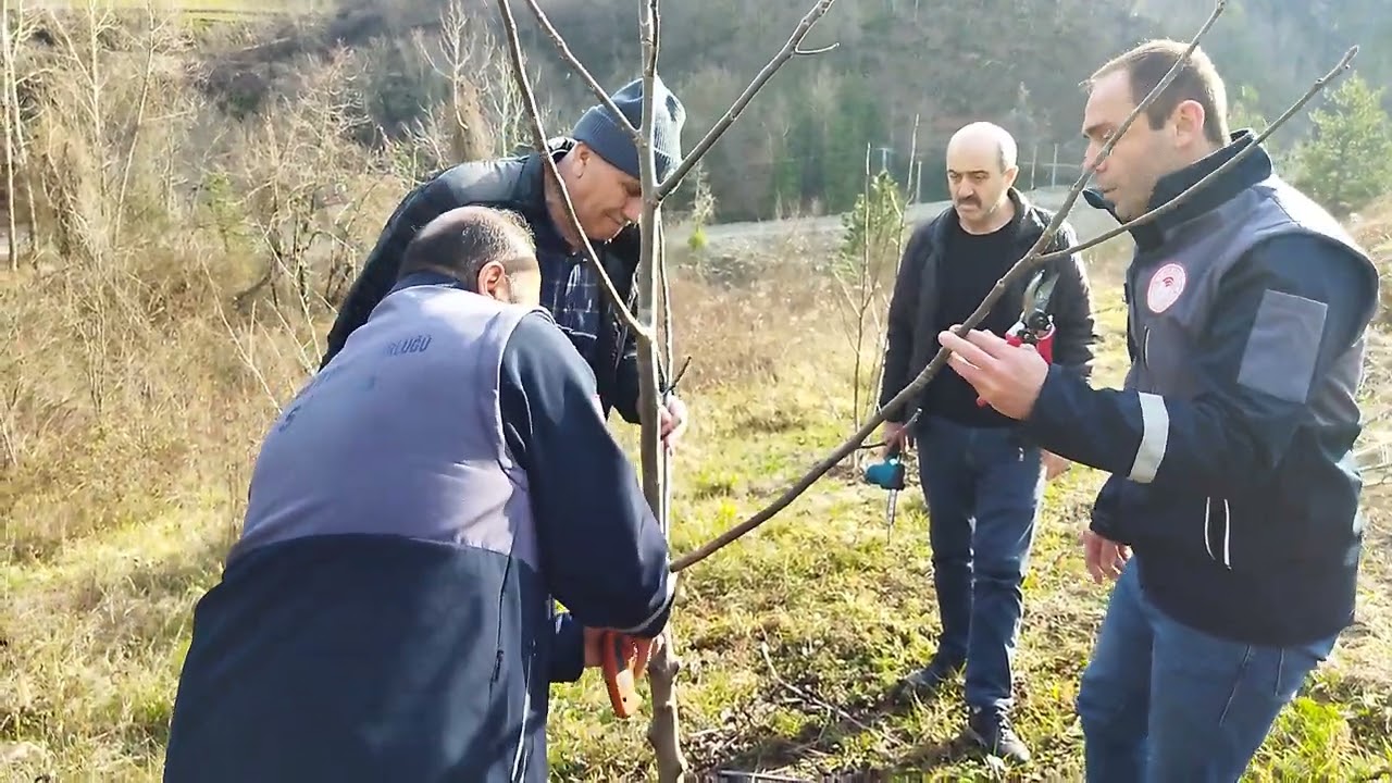 ceviz budama 2