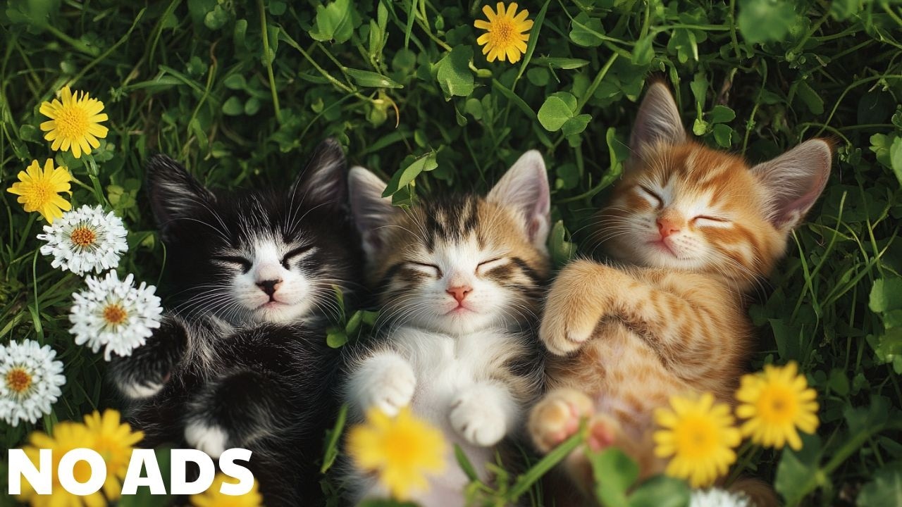 12 Hours of Cat Sleep Music 😺 Cozy Ambience for Deep Relaxation & Stress Relief 🐾 No Ads