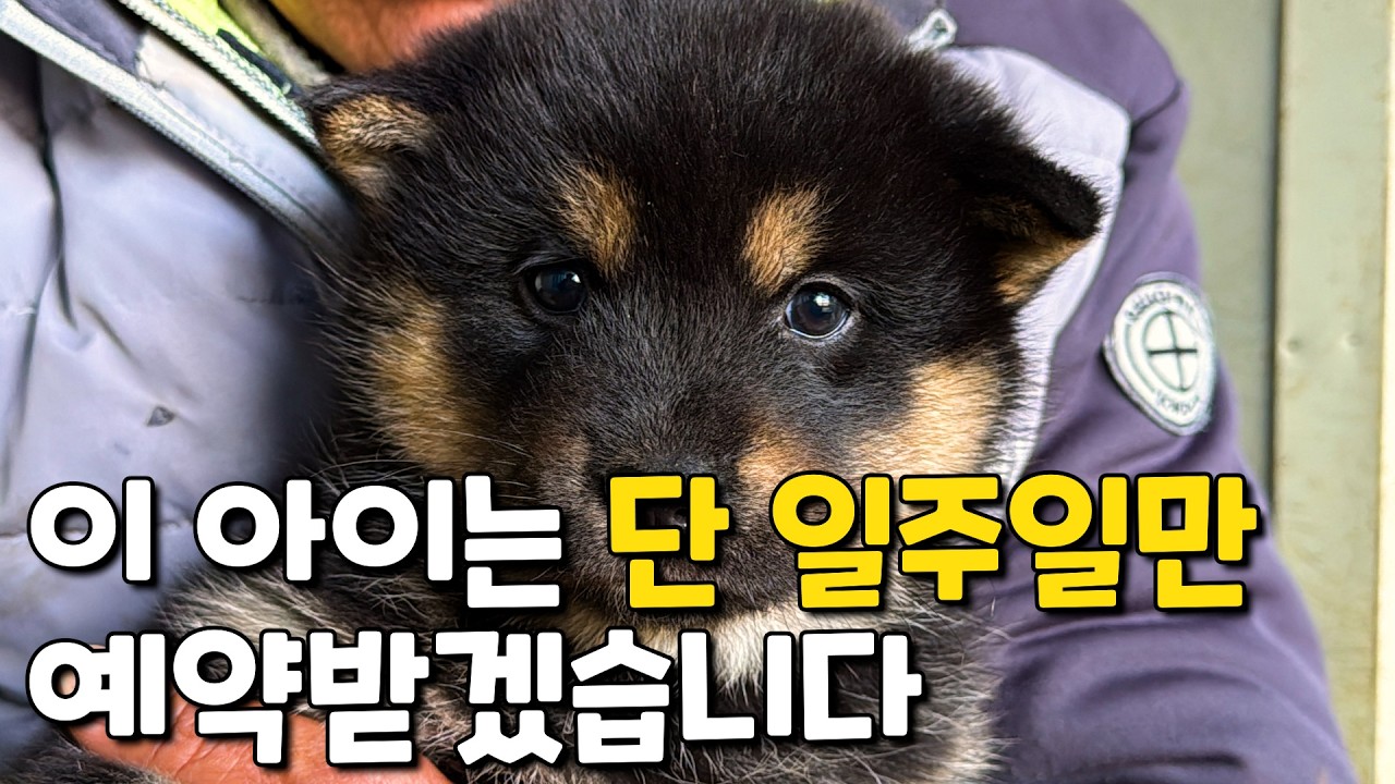 이 강아지 1마리는 한정 기간 동안만 분양하겠습니다. | 진돗개 블랙탄 강아지 | 탄순이 & 태양이 자견