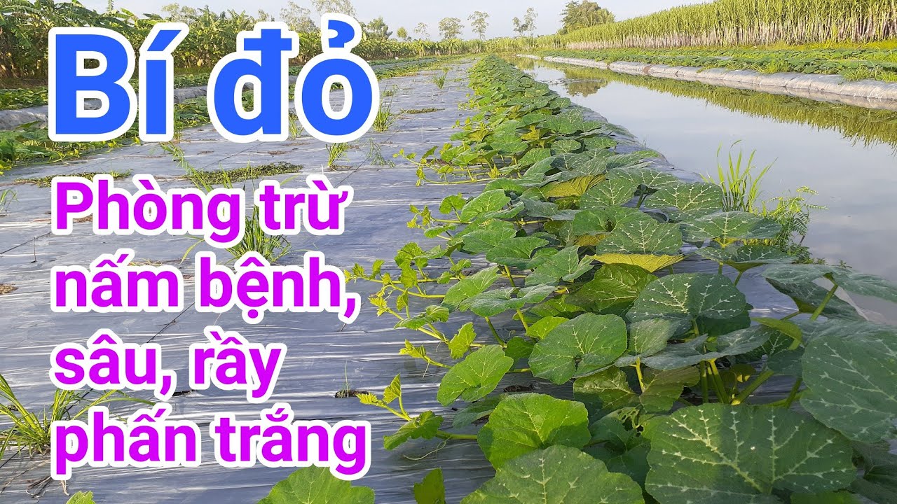 Cách trồng bí đỏ: P12-Phòng trừ nấm bệnh, sâu rầy