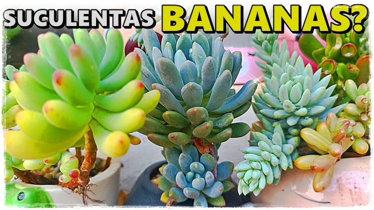 🍌 12 EXTASIANTES SUCULENTAS COM FOLHAS QUE PARECEM BANANAS