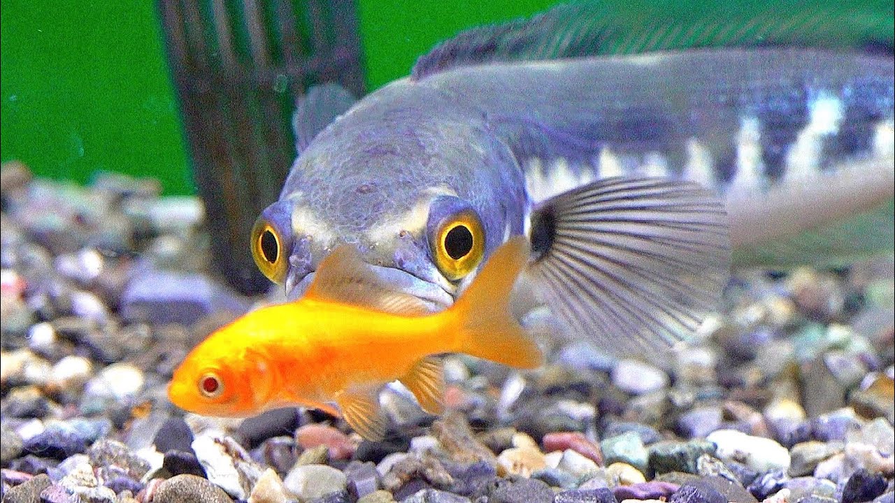 ヘビ年なので世界最大種スネークヘッドの捕食を観察する！