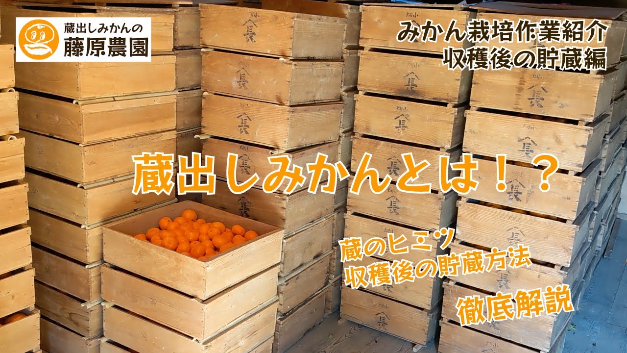 蔵出しみかんとは？みかん収穫後の貯蔵方法（温度、湿度条件）や蔵の仕組みも紹介します！
