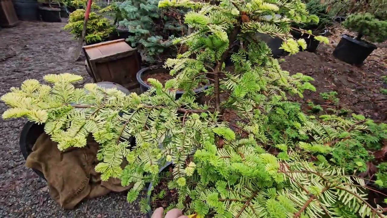Orange color and cherry red Japanese maples - Watch more  ⁨@amazingmaples⁩  container gardening