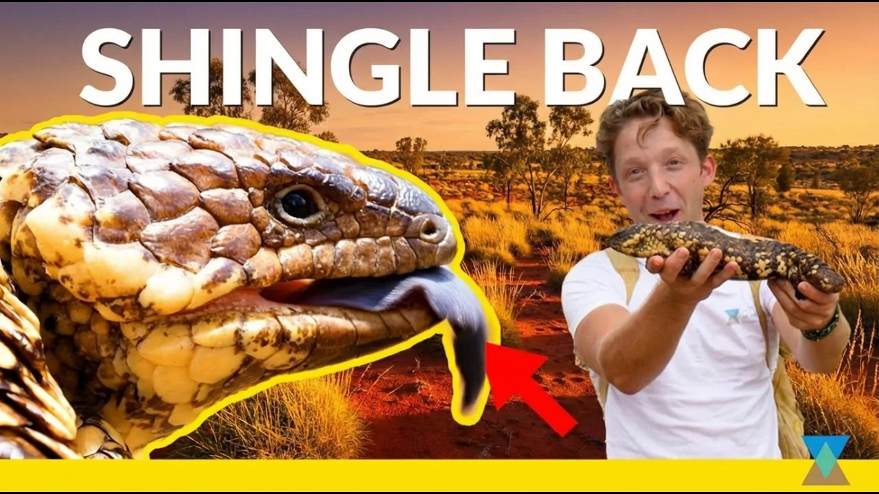 The Aussie Lizard with Armoured Plating!