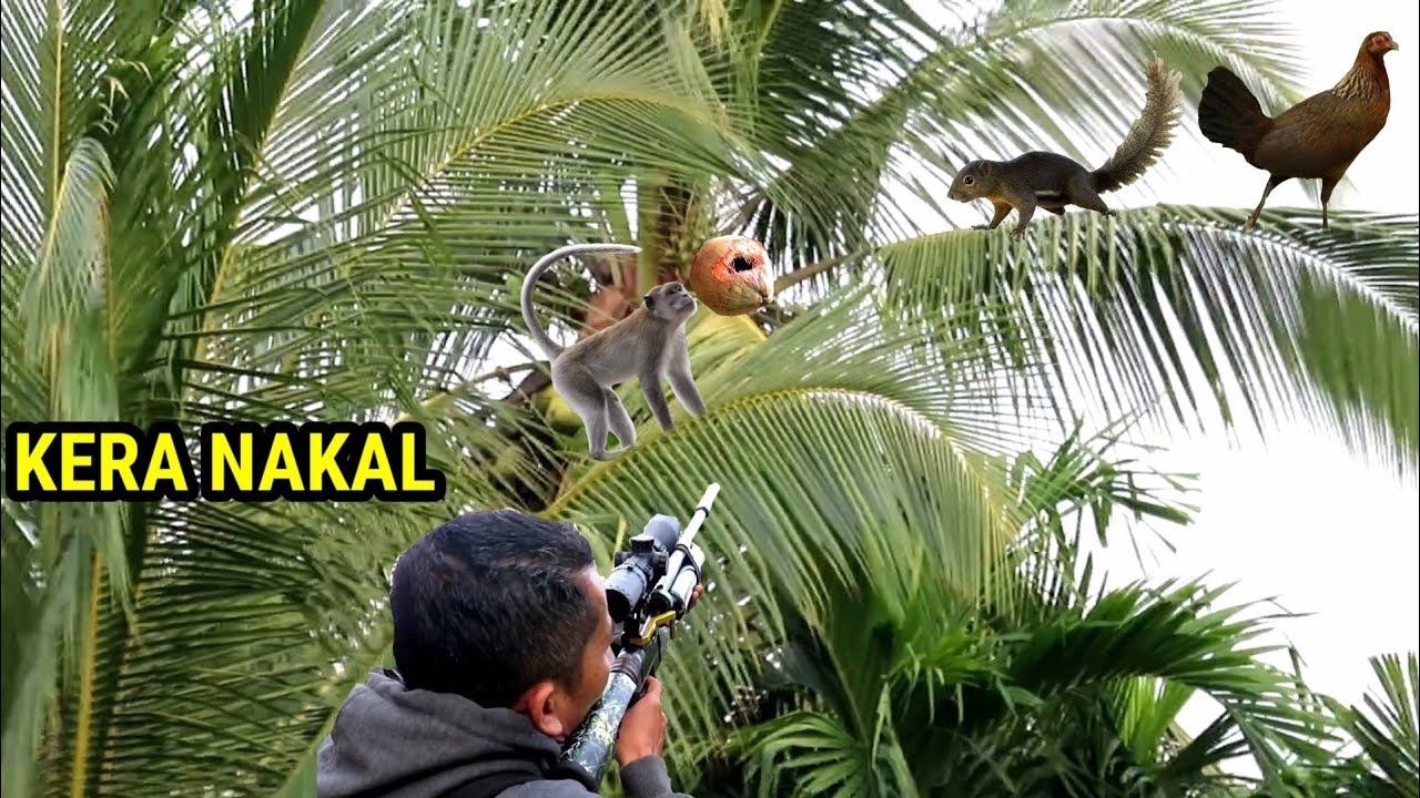 BERBURU DI PERKAMPUNGAN AYAM HUTAN