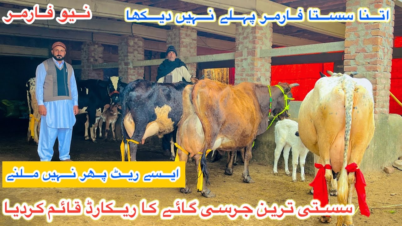 New Farmer | Top Class Jersey Cows In Punjab | Fresian Cholistani Cross Cows | 21 December 2025
